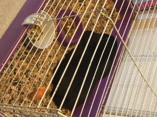 Poccoyo