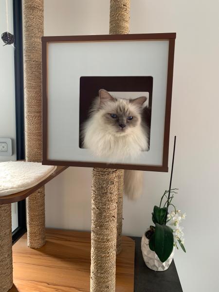 Mya