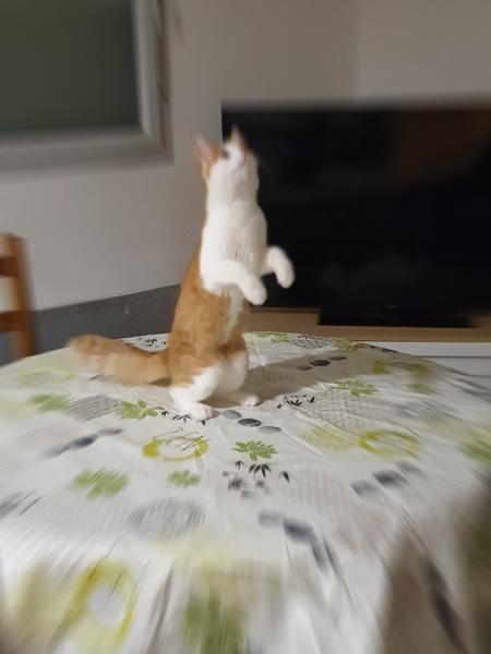 Tichat