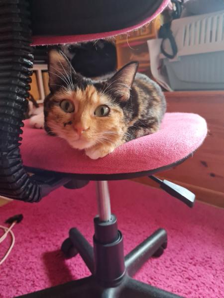 Poupie