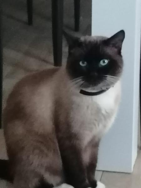 Lila