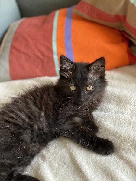 Cachou
