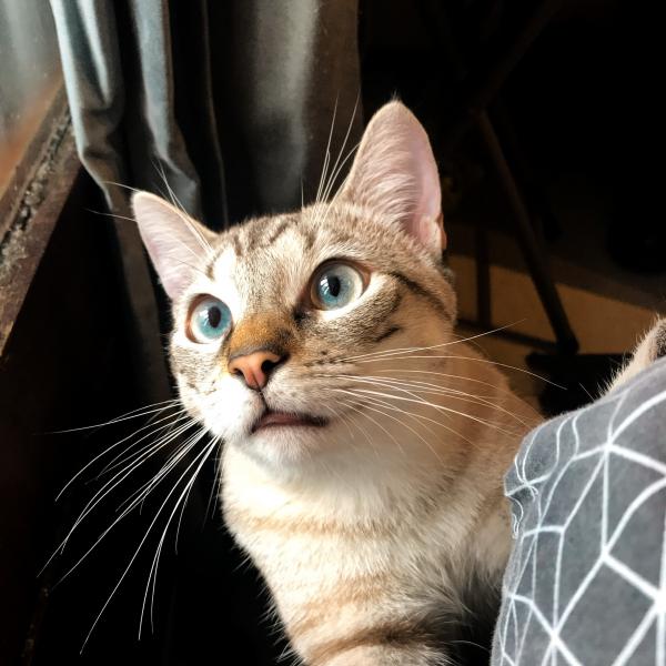 Yuki