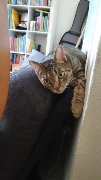 Kitty