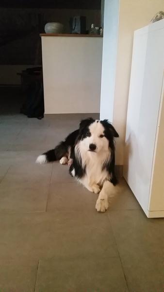 Loki
