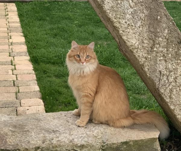 Merlin