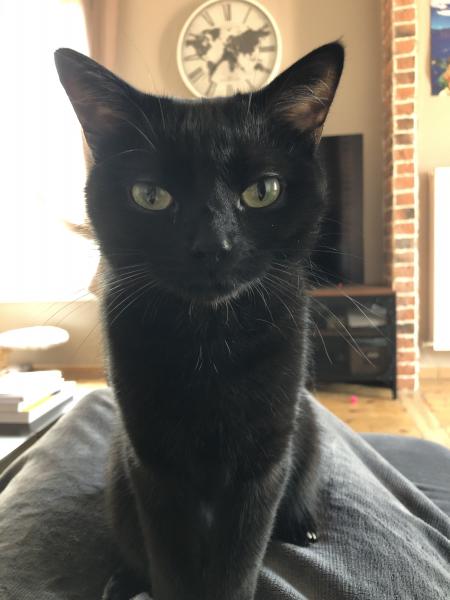 Puma