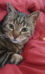 Titou