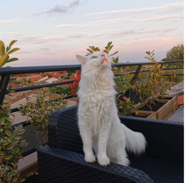 SKY