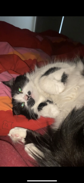 Maïa
