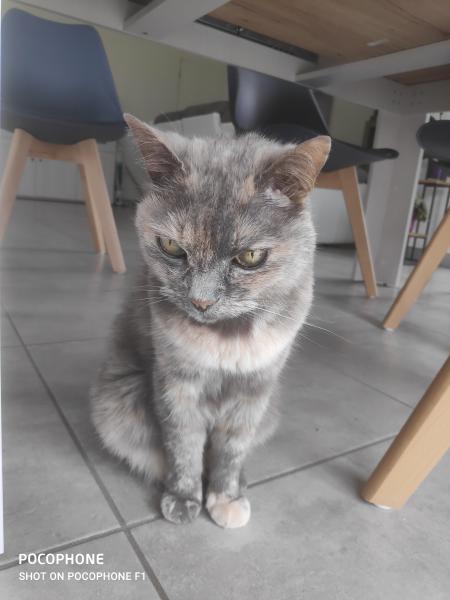 Cachou