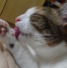 Miette
