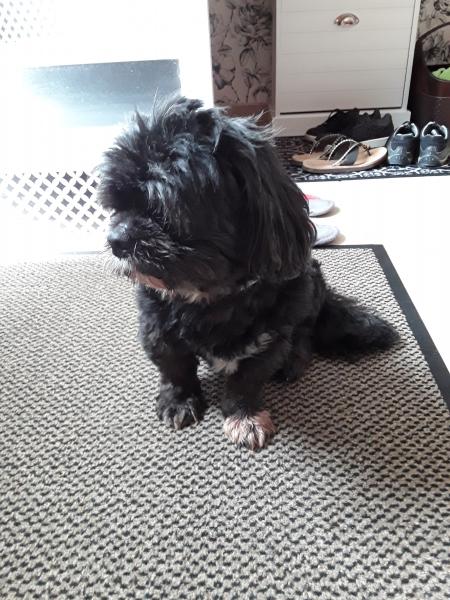 César