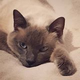 TAO