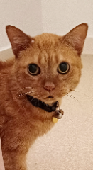 Arthur (Boubou)