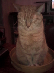 ROXY