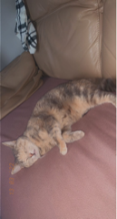 Nala