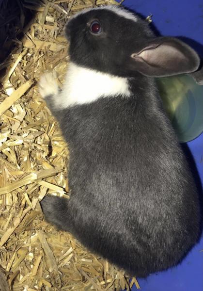Nala
