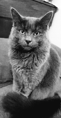 Léo
