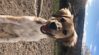 Nala