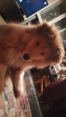 Pixy