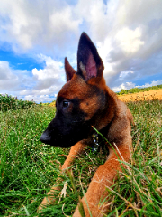 marley