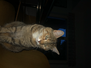 NOISETTE