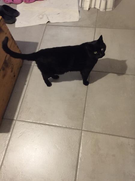 Felix