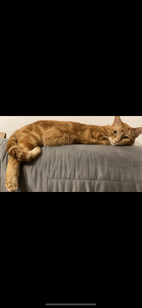 Tigrou