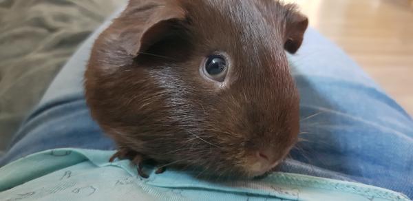 Caramel