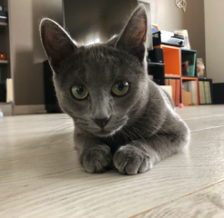 Ryhana