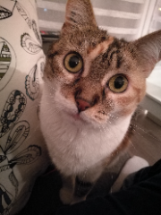 Noisette