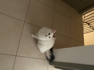 Oscar