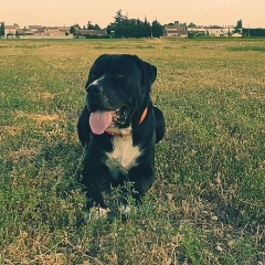 Paco