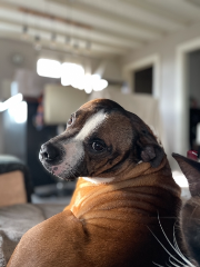 Django