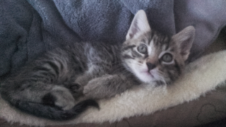 Lola