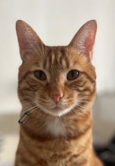 Sonny