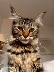 Arya