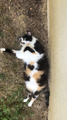 Izzy