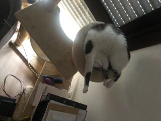 Kumo