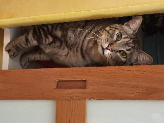 TIGROU