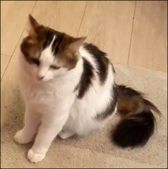 Théo