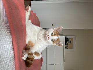 Yoda