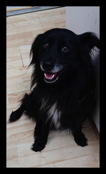 Pepito