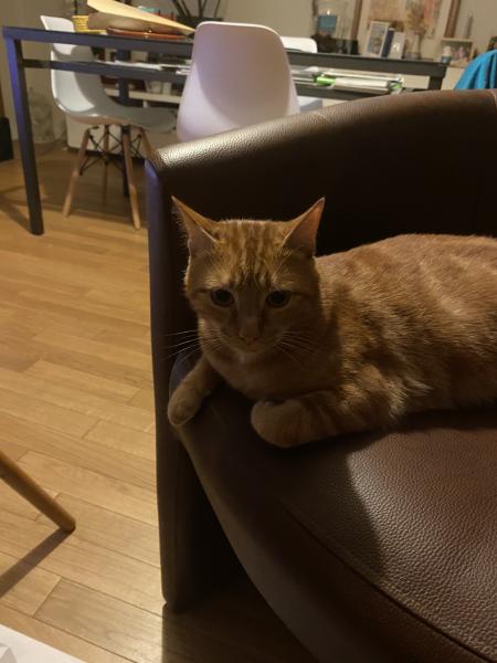 Simba