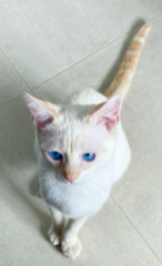 Roméo
