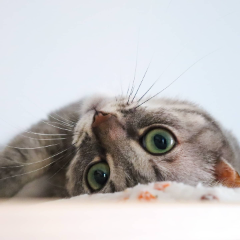 Nala