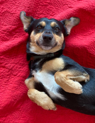Max