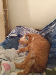 mignon