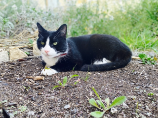 Gizèh